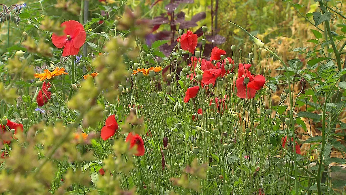 Im Vermehrungsgarten in Hannover kümmern sich die Ehrenamtlichen um Gemüse und Kräuter, um die Arten zu erhalten.
