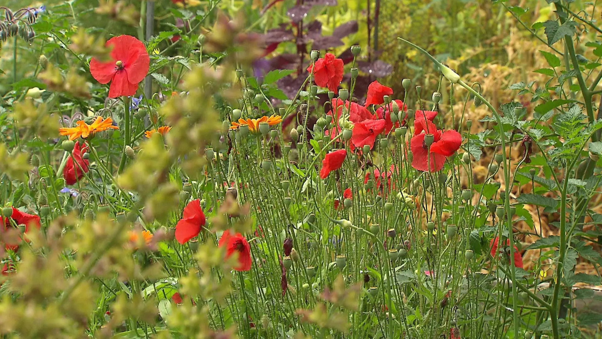 Im Vermehrungsgarten in Hannover kümmern sich die Ehrenamtlichen um Gemüse und Kräuter, um die Arten zu erhalten.