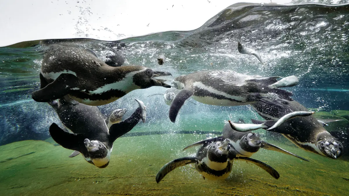 Hier gibt es nicht nur Eisbären zu sehen.