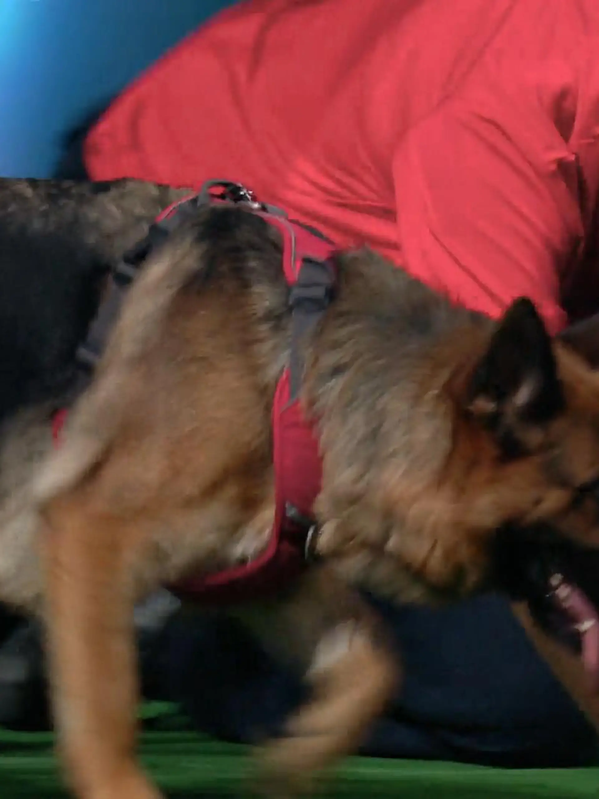Bild zu: "Mit 70 hält Walter mit seinem Hund mit"