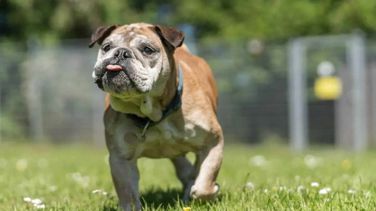 9-Jährige Englische-Bulldoggen-Mix-Dame Dörte wartet im Tierheim Tensbüttel