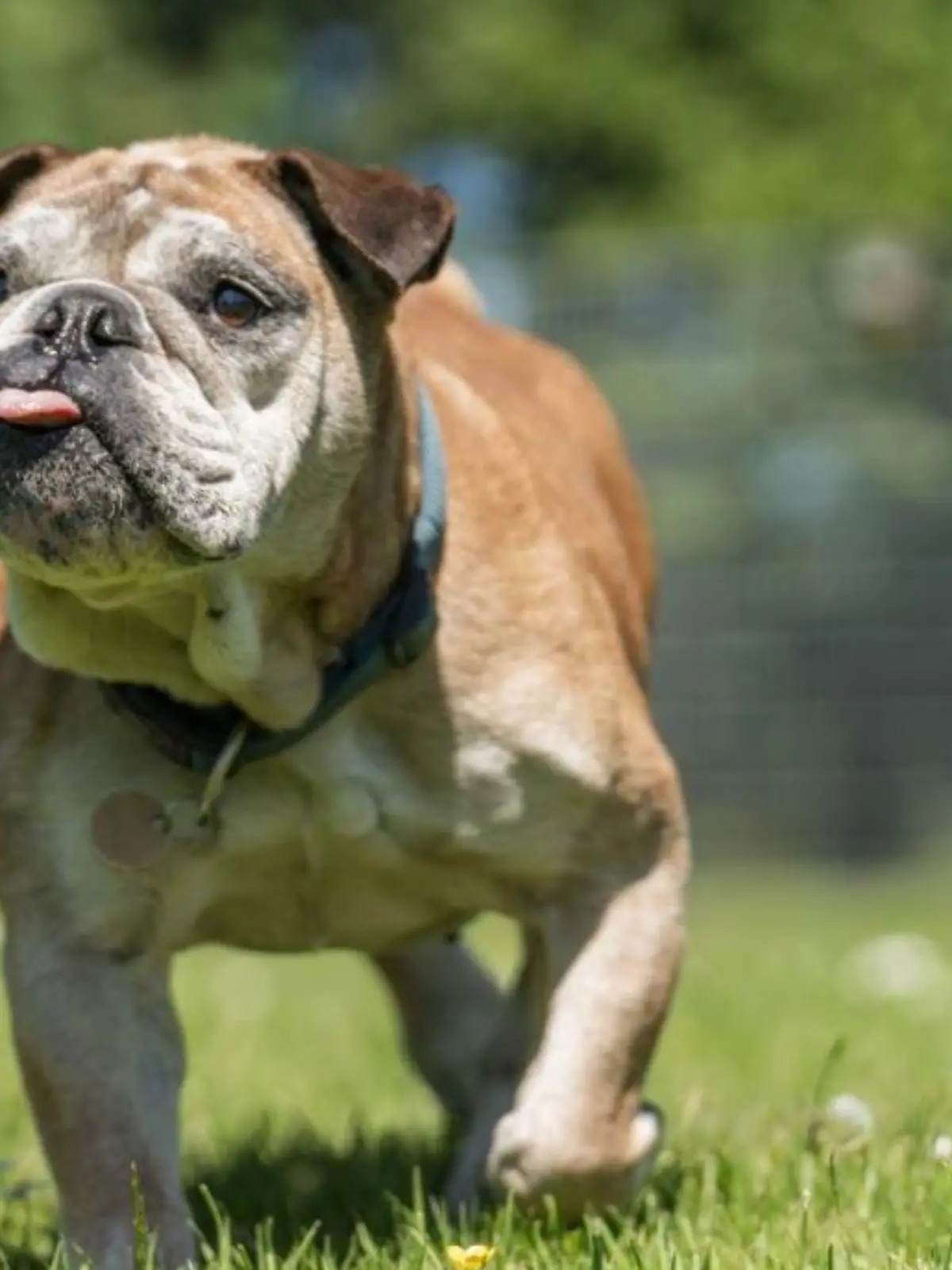 9-Jährige Englische-Bulldoggen-Mix-Dame Dörte wartet im Tierheim Tensbüttel