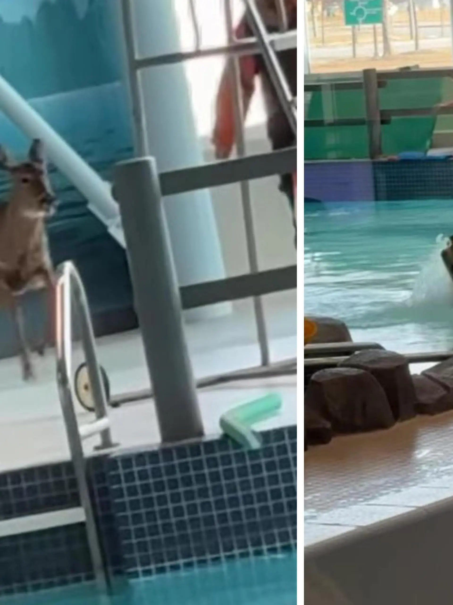 Dieses Reh bricht in ein Schwimmbad in Kanada ein und richtet mächtig Chaos an. Es zerbricht eine Fensterscheibe und springt in das Schwimmbecken. Die Mitarbeitenden des Freizeitbads können das Reh aus dem Wasser locken und somit das Spektakel beenden.