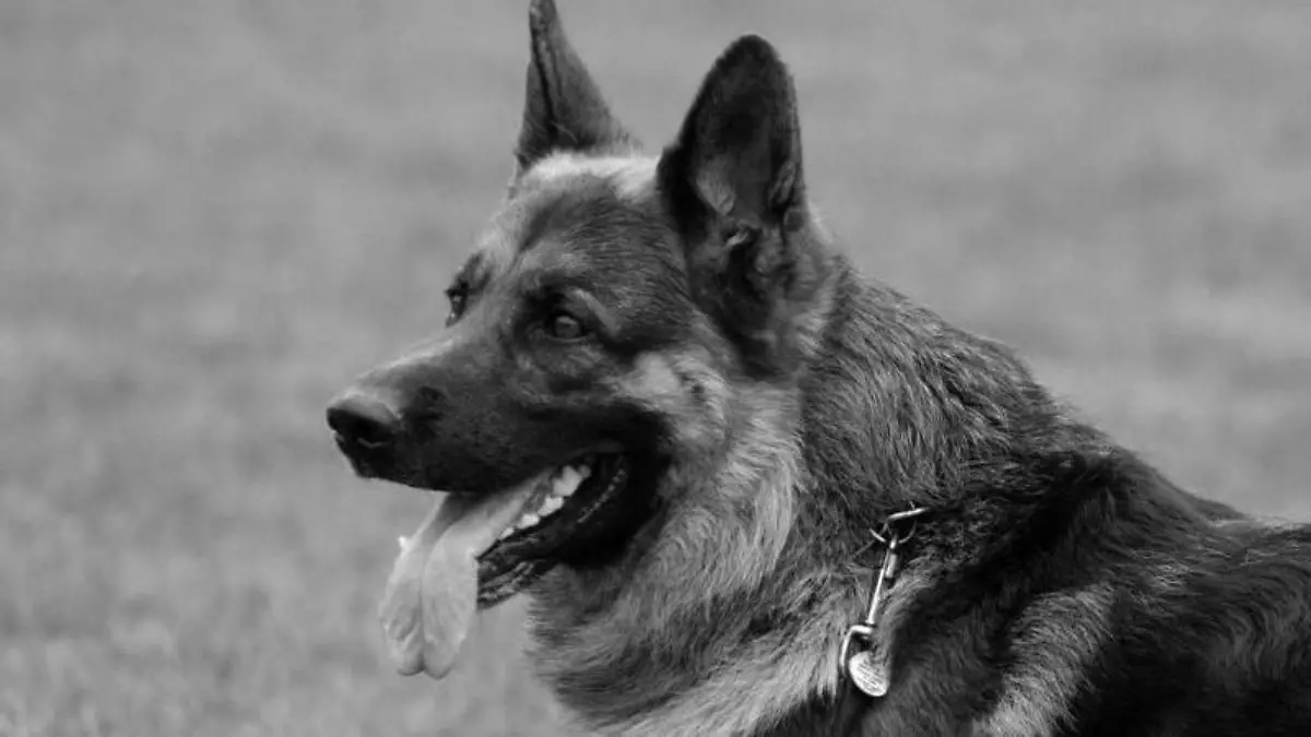 Deutscher Schäferhund