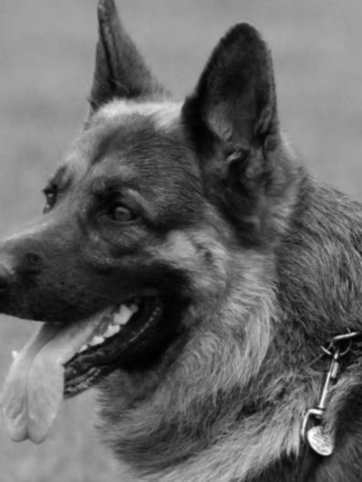 Deutscher Schäferhund