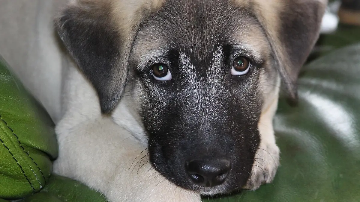 Ein Kangal-Welpe soll möglicherweise illegal aus der Türkei nach Bremen gebracht worden sein. Hier starb er in einer Tierklinik. (Symbolbild)