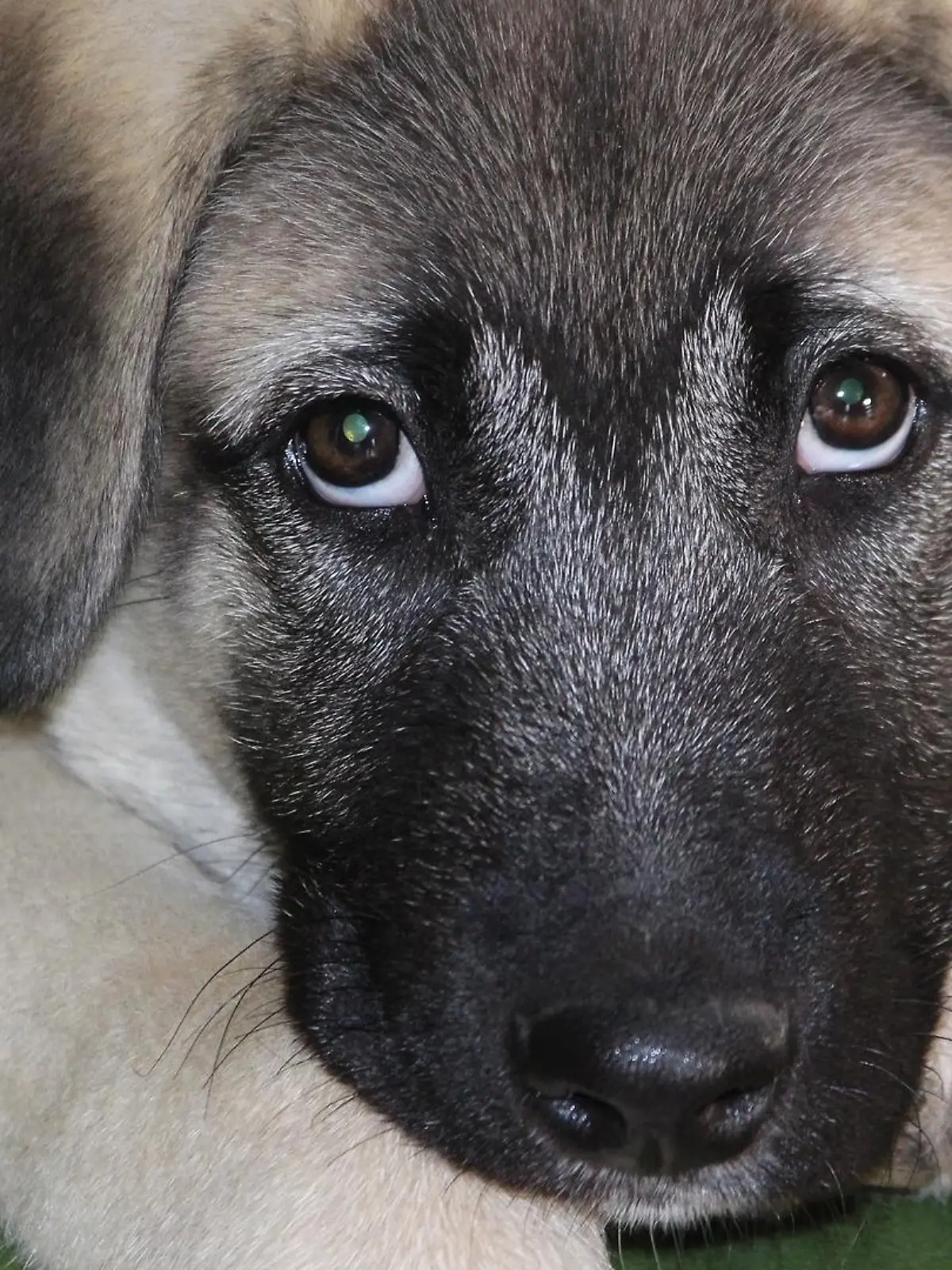 Ein Kangal-Welpe soll möglicherweise illegal aus der Türkei nach Bremen gebracht worden sein. Hier starb er in einer Tierklinik. (Symbolbild)