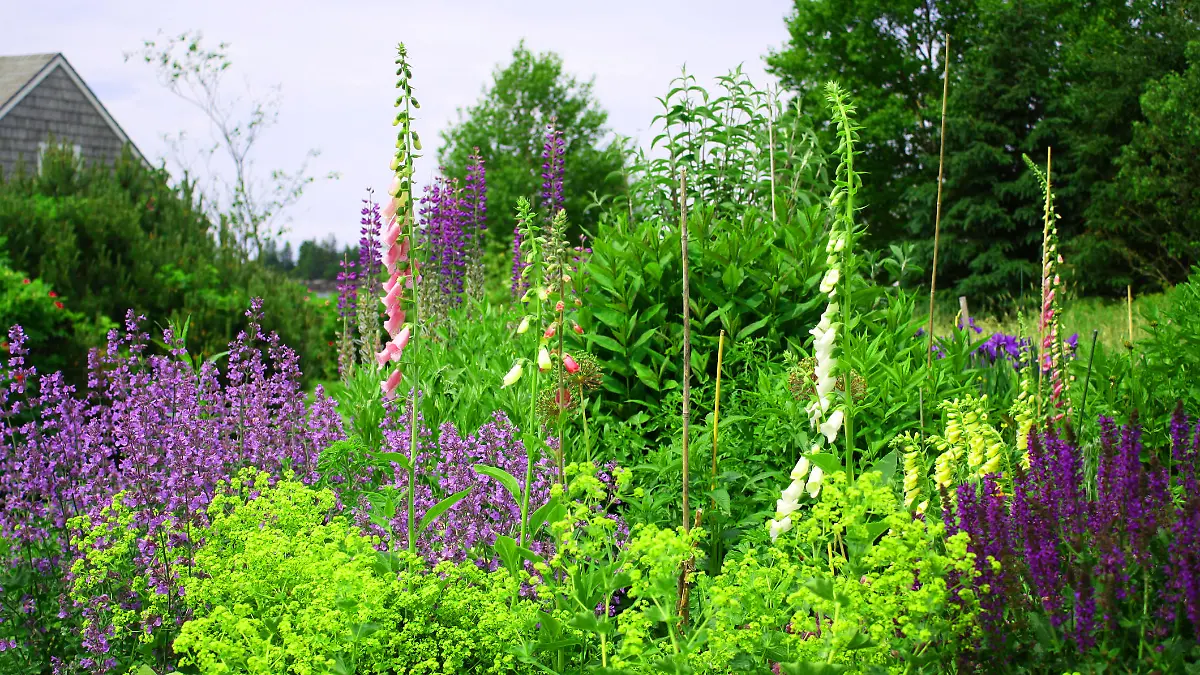 Lupine in a Wildflower Garden on the Maine Coast