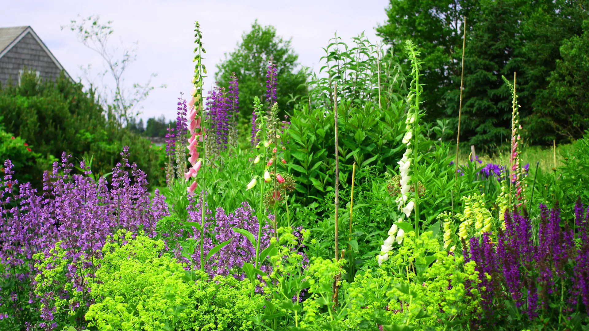 Lupine in a Wildflower Garden on the Maine Coast