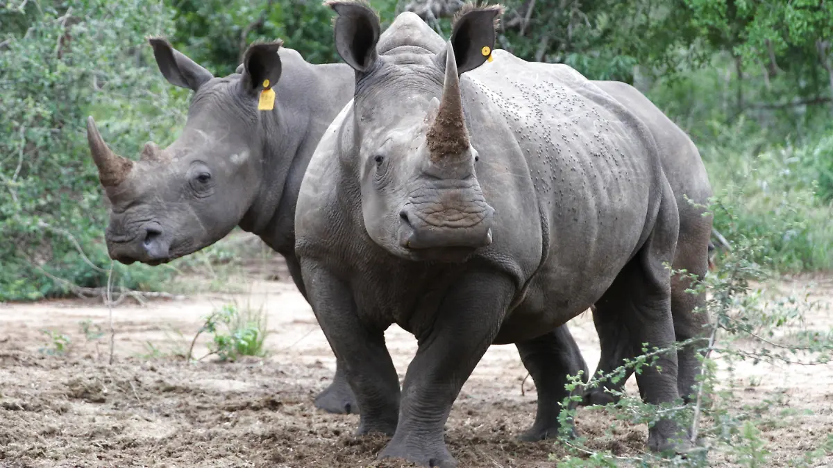 ARCHIV - ILLUSTRATION - Zwei Breitmaulnashörner (Ceratotherium simum) stehen am 20.02.2017 im Phinda Naturschutzreservat (Südafrika) in einem Gehege. (zu dpa "Gericht lässt Handel mit Rhinozeros-Hörnern in Südafrika zu" vom 05.04.2017) Foto: Kristin Palitza/dpa +++(c) dpa - Bildfunk+++