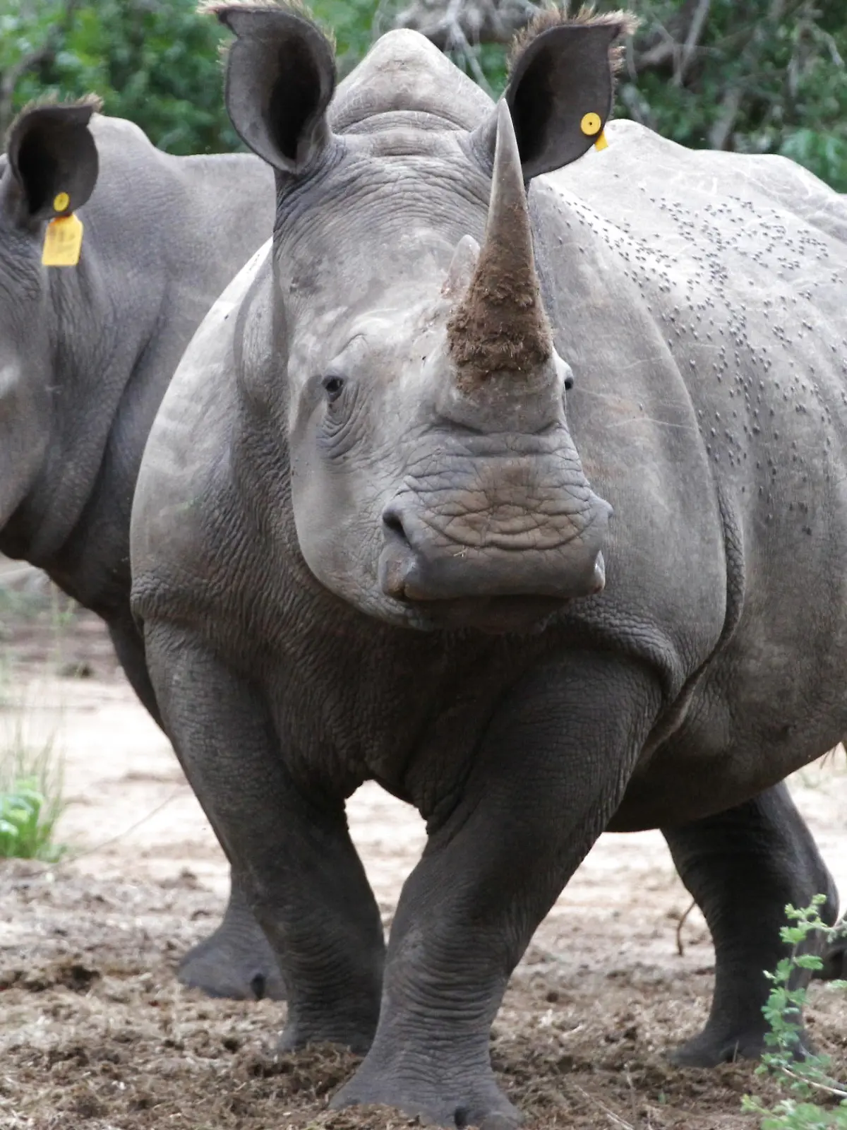 ARCHIV - ILLUSTRATION - Zwei Breitmaulnashörner (Ceratotherium simum) stehen am 20.02.2017 im Phinda Naturschutzreservat (Südafrika) in einem Gehege. (zu dpa "Gericht lässt Handel mit Rhinozeros-Hörnern in Südafrika zu" vom 05.04.2017) Foto: Kristin Palitza/dpa +++(c) dpa - Bildfunk+++