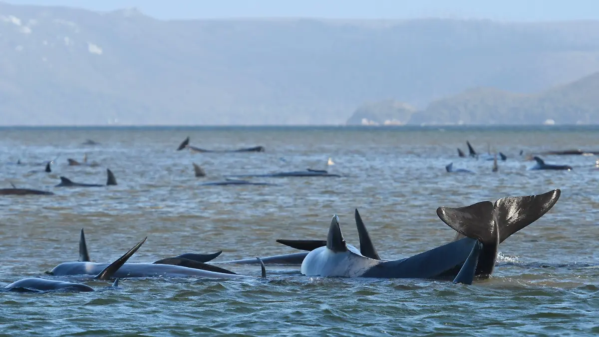 21.09.2020, Australien, Macquarie: Grindwale schwimmen vor einer Sandbank im Hafen von Macquarie in der Nähe von Strahan an der Westküste Tasmaniens. Foto: The Advocate/THE ADVOCATE/AAP/dpa +++ dpa-Bildfunk +++