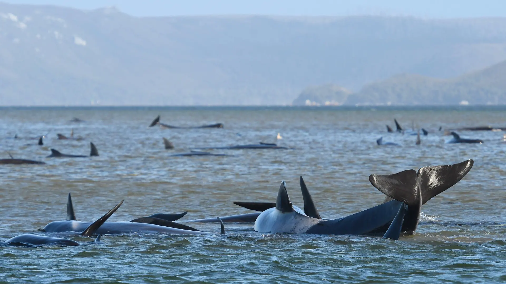 21.09.2020, Australien, Macquarie: Grindwale schwimmen vor einer Sandbank im Hafen von Macquarie in der Nähe von Strahan an der Westküste Tasmaniens. Foto: The Advocate/THE ADVOCATE/AAP/dpa +++ dpa-Bildfunk +++