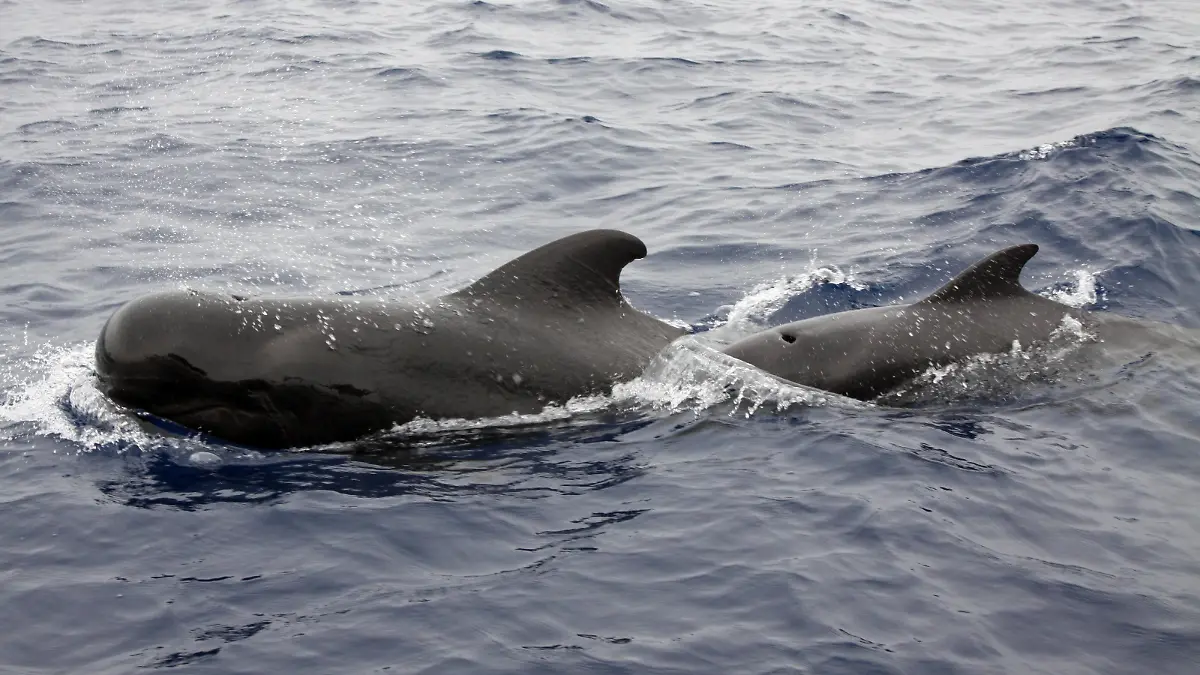 Gewoehnlicher Grindwal, Langflossen-Grindwal, Langflossengrindwal, Pilotwal, Pilot-Wal (Globicephala melas, Globicephala melaena), schwimmend, Norwegen, Spitzbergen long-finned pilot whale, pothead whale, caaing whale, longfin pilot whale, Atlantic pilot whale, blackfish (Globicephala melas, Globicephala melaena), swimming, Norway, Svalbard BLWS508207 Copyright: xblickwinkel/AGAMI/C.xvanxRijswijkx  