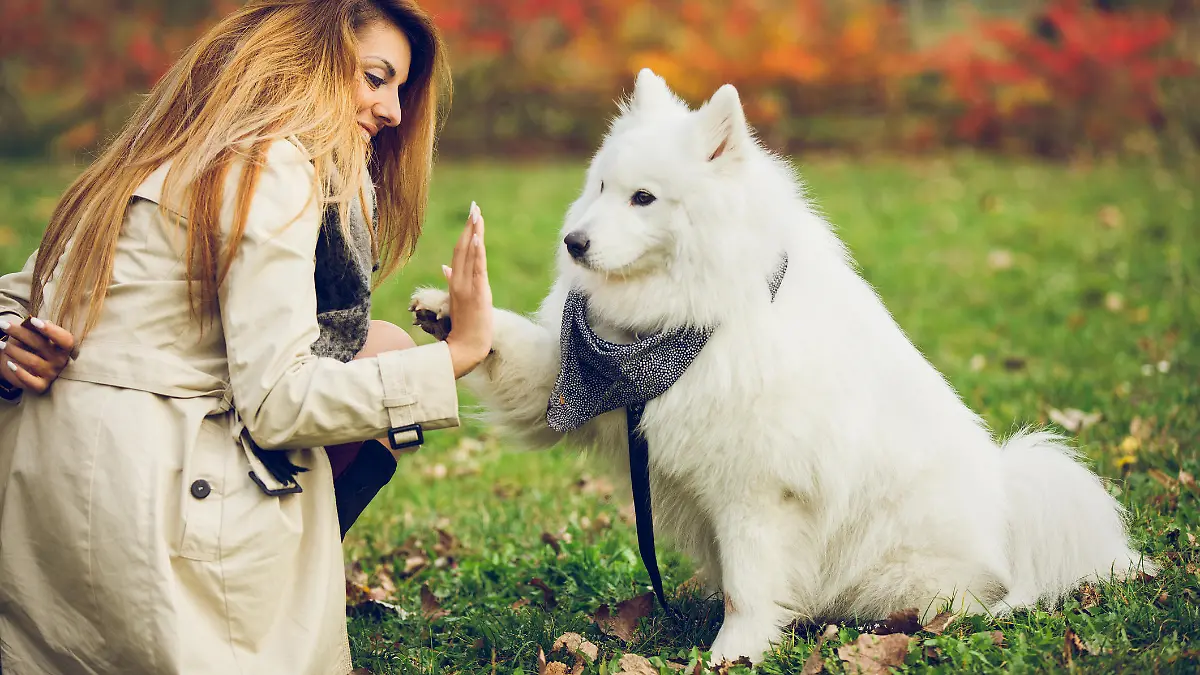 Dog giving a young woman a high five.