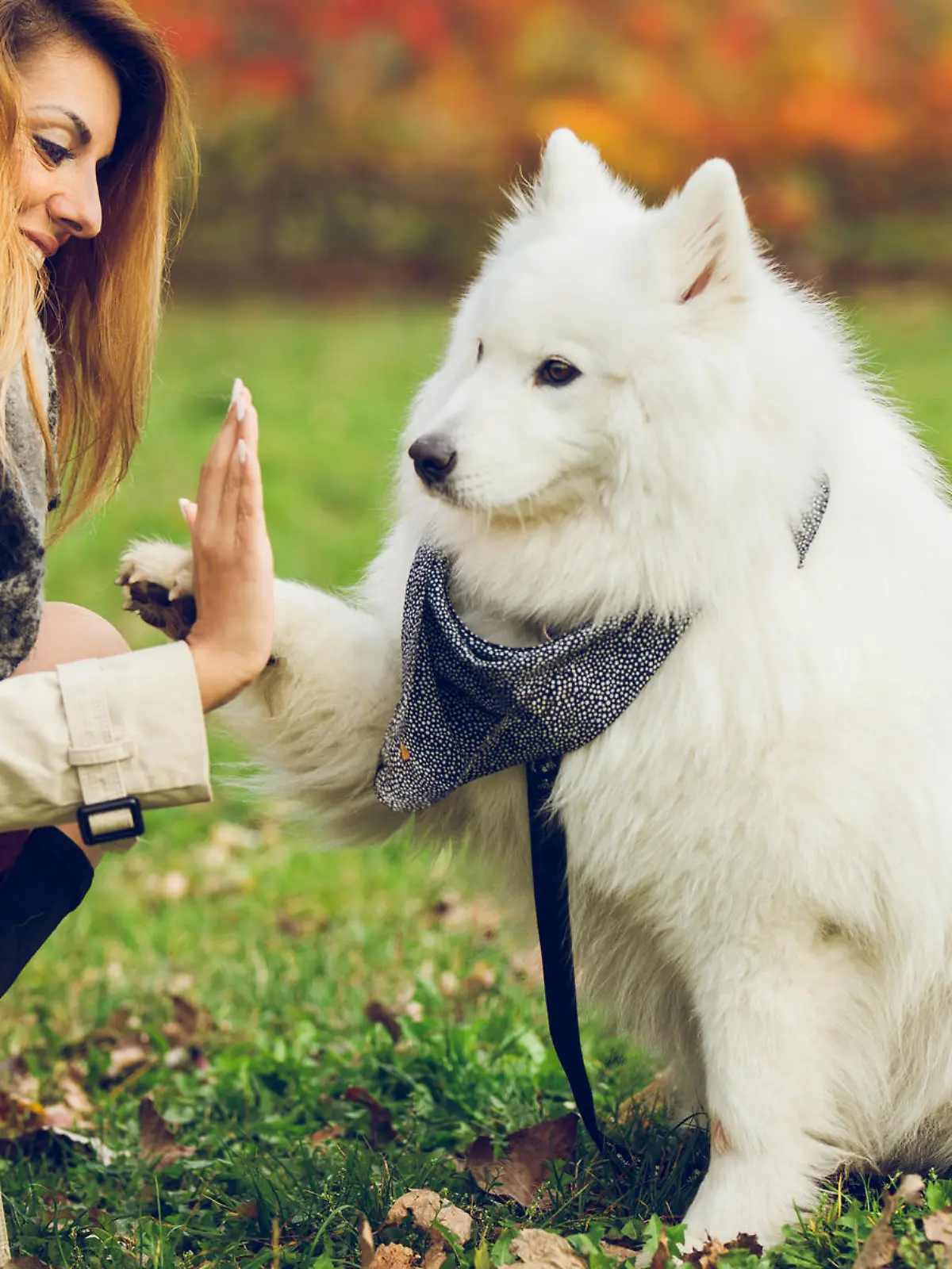 Dog giving a young woman a high five.