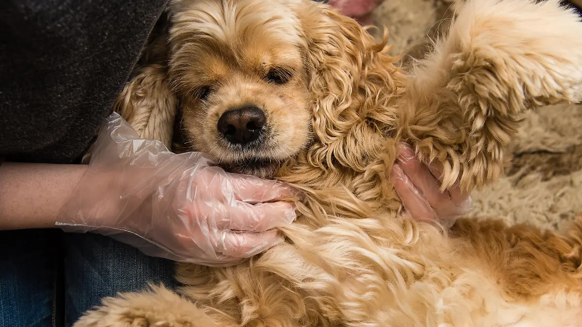 Woman checking body of cocker spaniel to find bugs inside