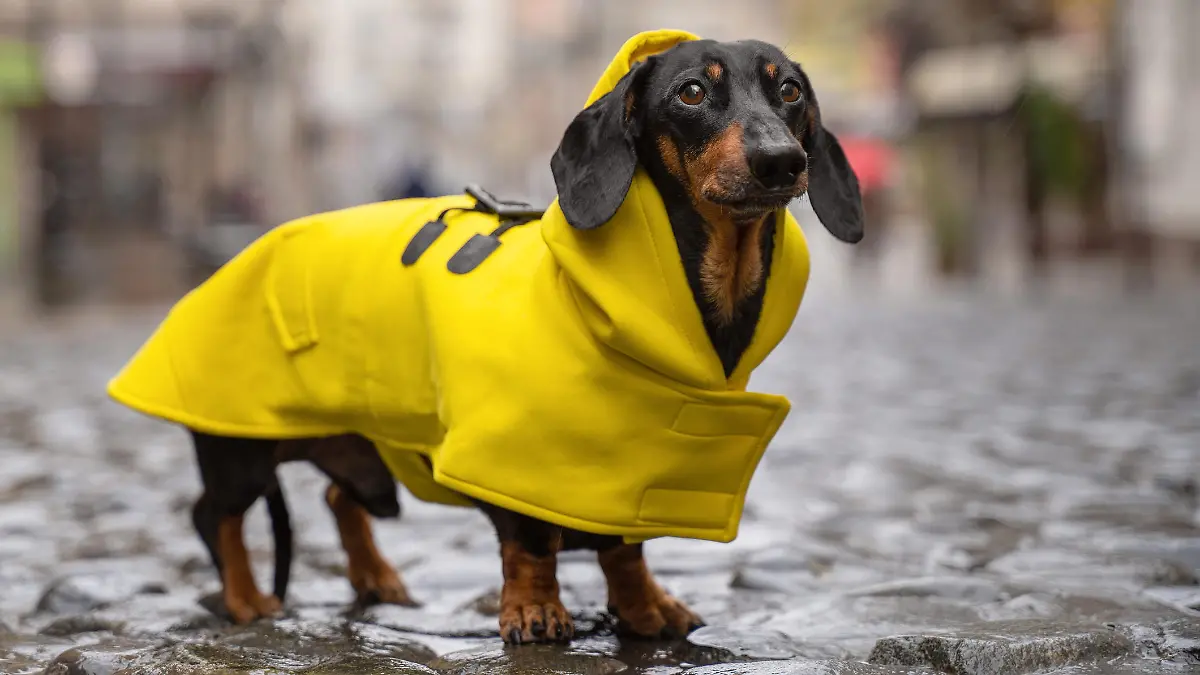 cute dachshund dog, black and tan, dressed in a yellow rain coat stands in a puddle on a city street