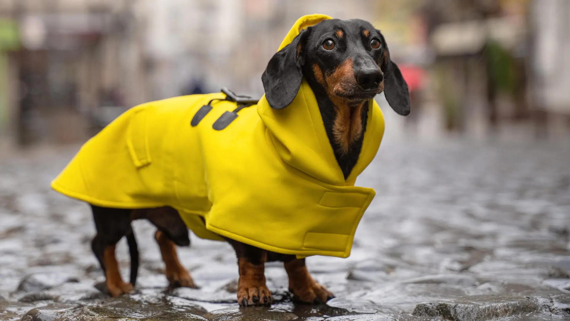 cute dachshund dog, black and tan, dressed in a yellow rain coat stands in a puddle on a city street