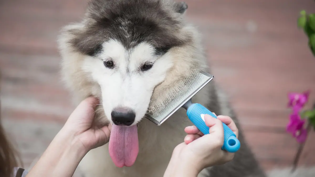 Asian woman using a comb brush the siberian husky puppy