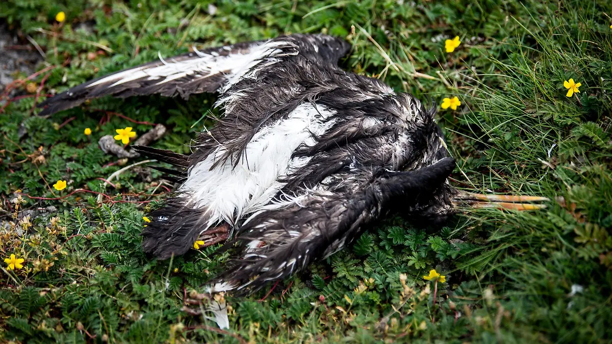 ARCHIV - 28.07.2022, Hamburg, Neuwerk: Ein toter Vogel liegt am Deich der zu Hamburg gehörenden Insel Neuwerk. Tote Vögel, verlassene Nester, verhungerte Jungtiere - die Vogelgrippe hinterlässt in diesem Jahr besonders düstere Bilder und das zu einer ungewohnten Zeit. (zu dpa "Vogelgrippe in «ganz neuer Qualität» - Pandemie bei Wildvögeln") Foto: Sina Schuldt/dpa +++ dpa-Bildfunk +++
