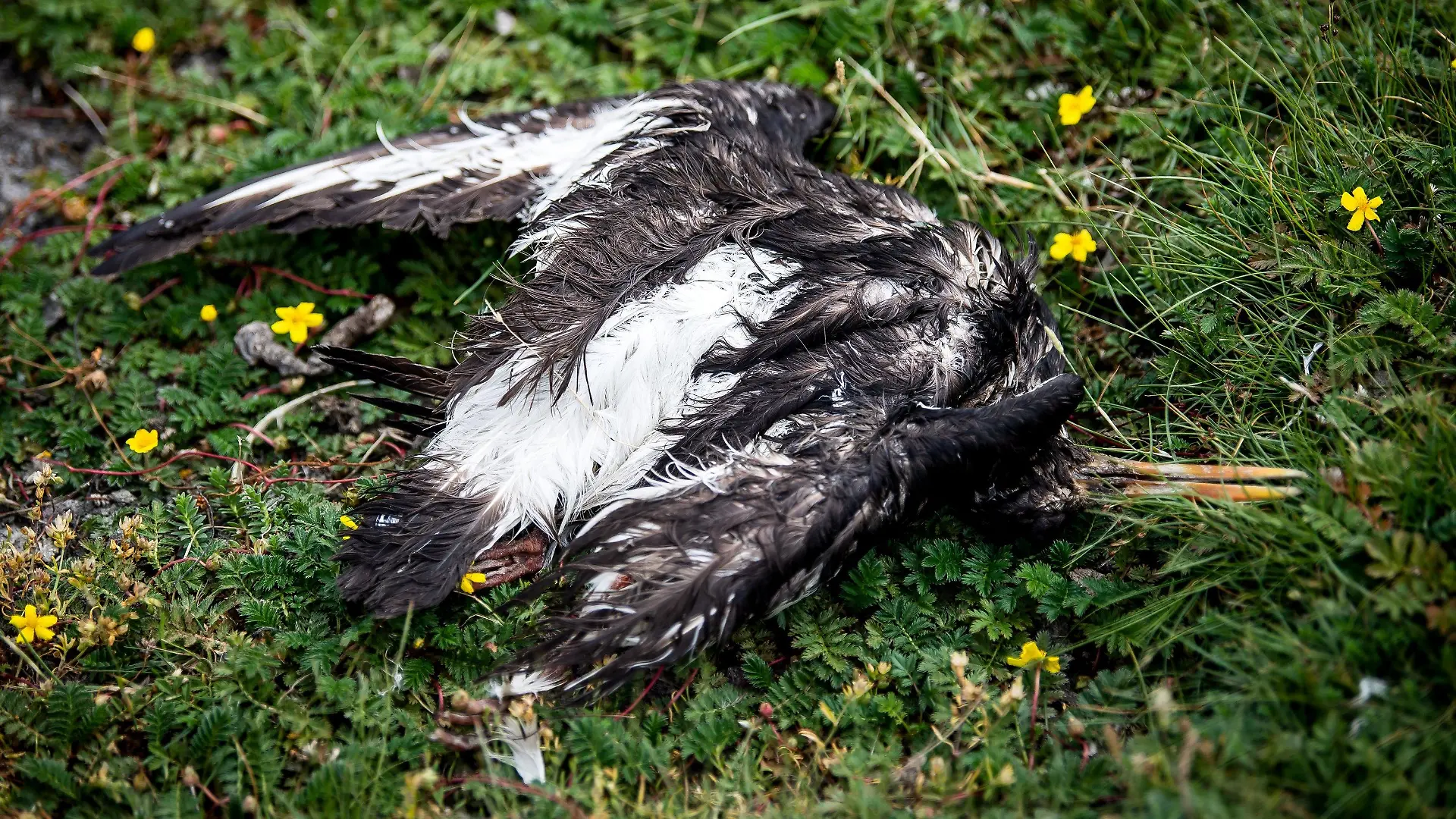 ARCHIV - 28.07.2022, Hamburg, Neuwerk: Ein toter Vogel liegt am Deich der zu Hamburg gehörenden Insel Neuwerk. Tote Vögel, verlassene Nester, verhungerte Jungtiere - die Vogelgrippe hinterlässt in diesem Jahr besonders düstere Bilder und das zu einer ungewohnten Zeit. (zu dpa "Vogelgrippe in «ganz neuer Qualität» - Pandemie bei Wildvögeln") Foto: Sina Schuldt/dpa +++ dpa-Bildfunk +++