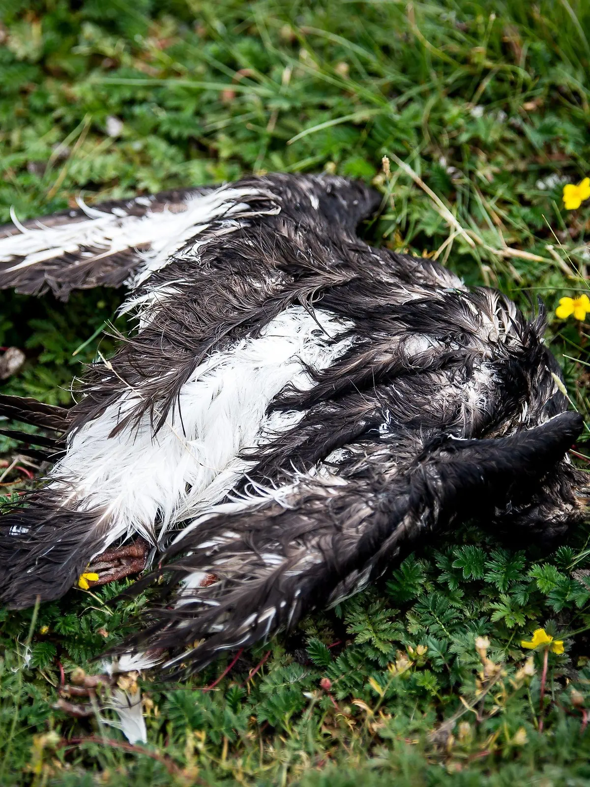 ARCHIV - 28.07.2022, Hamburg, Neuwerk: Ein toter Vogel liegt am Deich der zu Hamburg gehörenden Insel Neuwerk. Tote Vögel, verlassene Nester, verhungerte Jungtiere - die Vogelgrippe hinterlässt in diesem Jahr besonders düstere Bilder und das zu einer ungewohnten Zeit. (zu dpa "Vogelgrippe in «ganz neuer Qualität» - Pandemie bei Wildvögeln") Foto: Sina Schuldt/dpa +++ dpa-Bildfunk +++