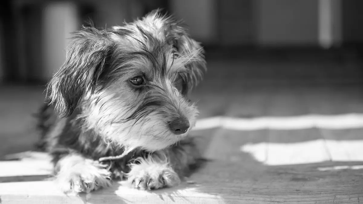 Small puppy yorkshire a terrier curious