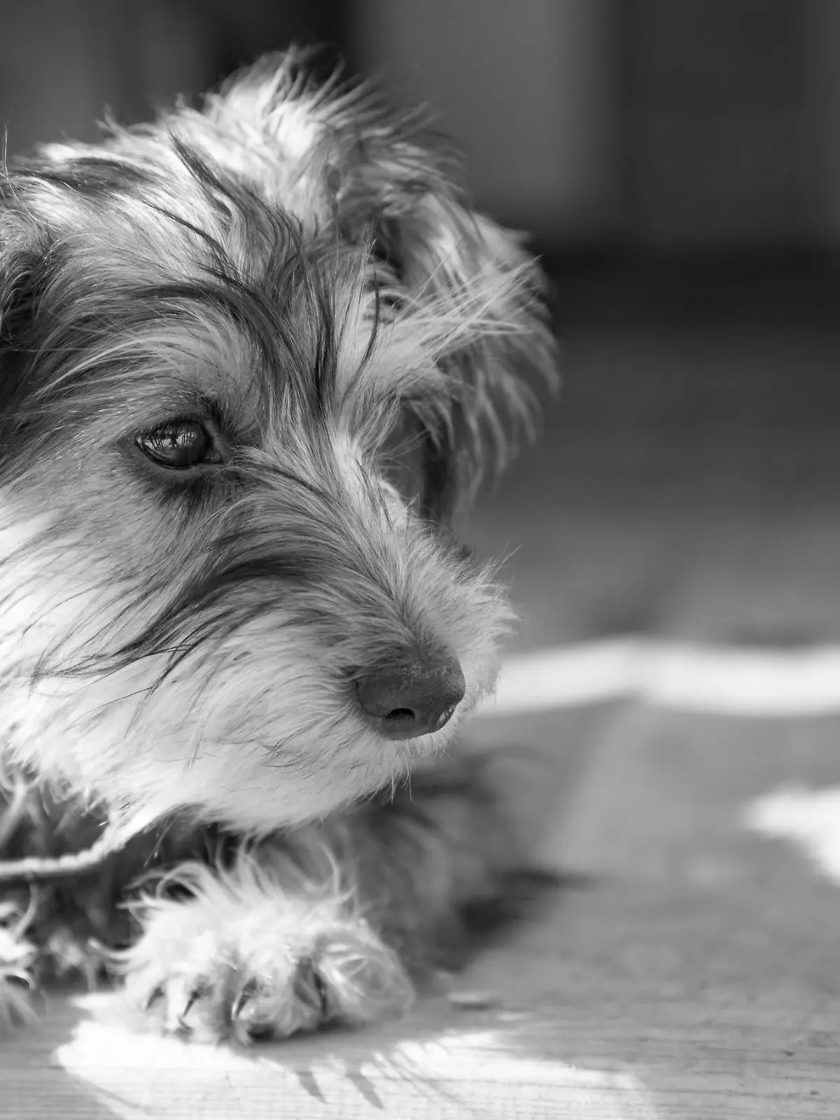 Small puppy yorkshire a terrier curious