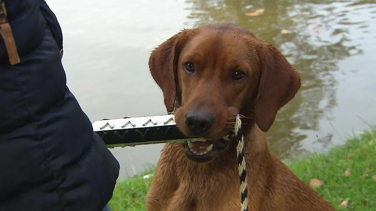 Anne Krüger-Degener hat ein eigenes Trainingskonzept entwickelt, mit dessen Hilfe Hund und Halter eine Partnerschaft eingehen können sollen.