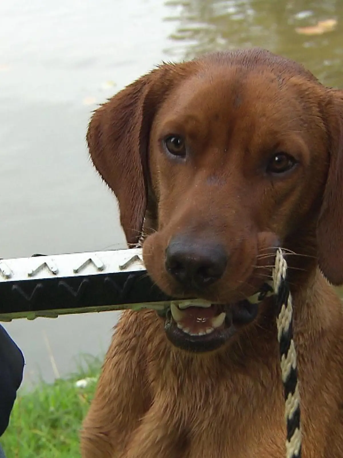 Anne Krüger-Degener hat ein eigenes Trainingskonzept entwickelt, mit dessen Hilfe Hund und Halter eine Partnerschaft eingehen können sollen.
