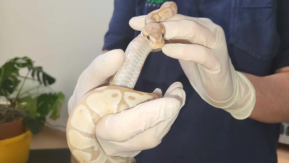 Eine der neun ausgesetzten Königspythons. Sie sucht ein neues Zuhause.