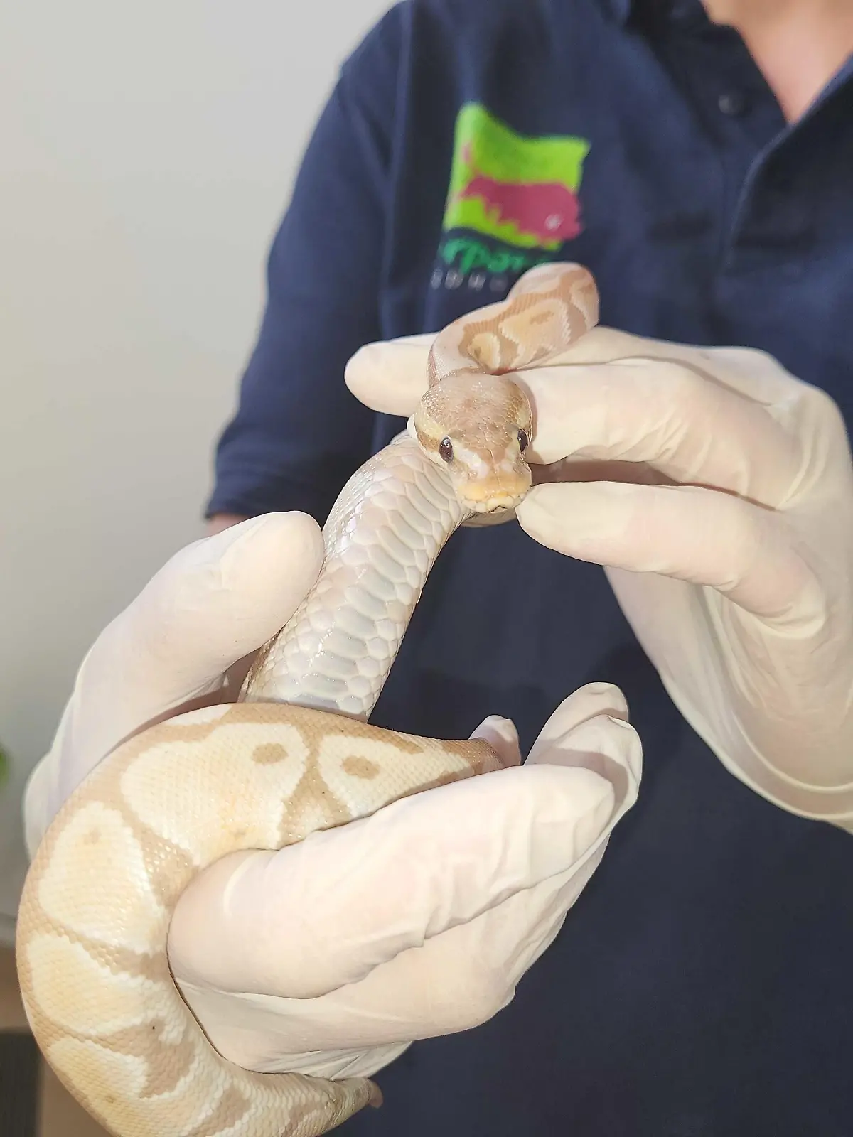 Eine der neun ausgesetzten Königspythons. Sie sucht ein neues Zuhause.