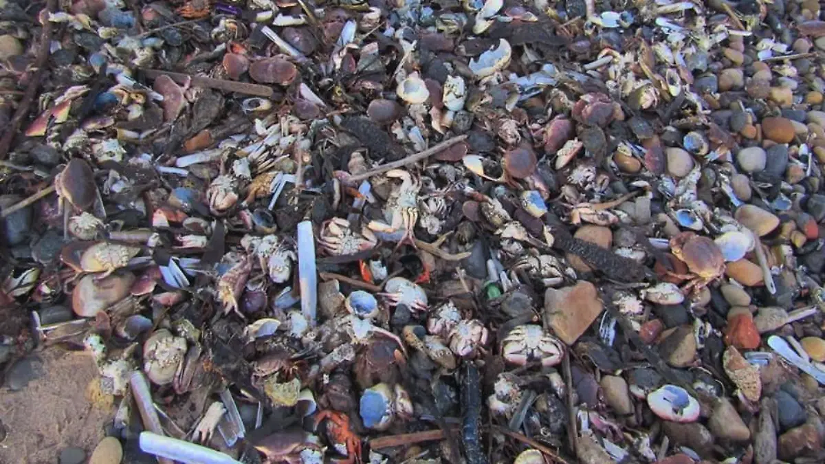 Eine Spaziergängerin hatte am Strand von Teesside diese Aufnahmen gemacht. Seit Wochen schon werden Anwohnern zufolge jeden Tag weitere Tiere angespült.