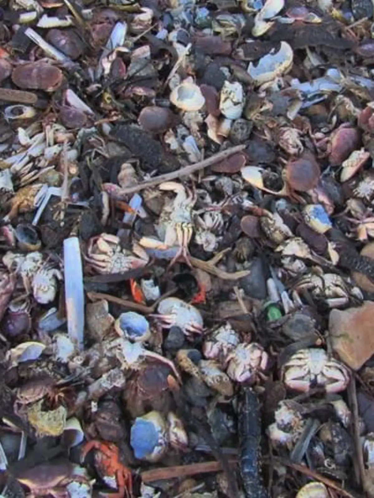 Eine Spaziergängerin hatte am Strand von Teesside diese Aufnahmen gemacht. Seit Wochen schon werden Anwohnern zufolge jeden Tag weitere Tiere angespült.