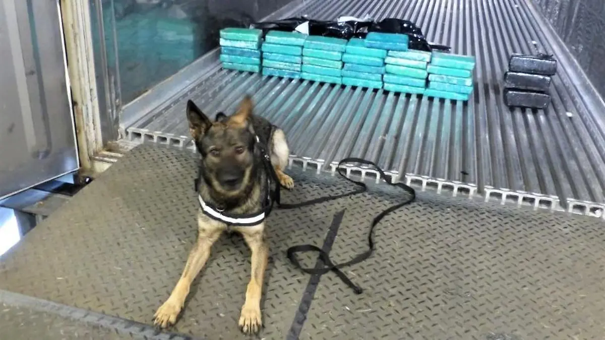 Eingesetzter Rauschgiftspürhund mit sichergestellten Kokainpaketen