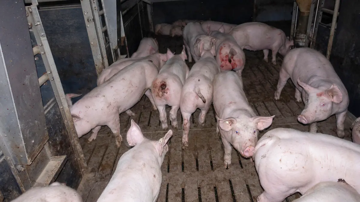Die Bilder, die das Deutsche Tierschutzbüro veröffentlicht hat, zeigen verwahrloste, verletzte Schweine und sogar Kadaver, die nicht weggeräumt wurden.