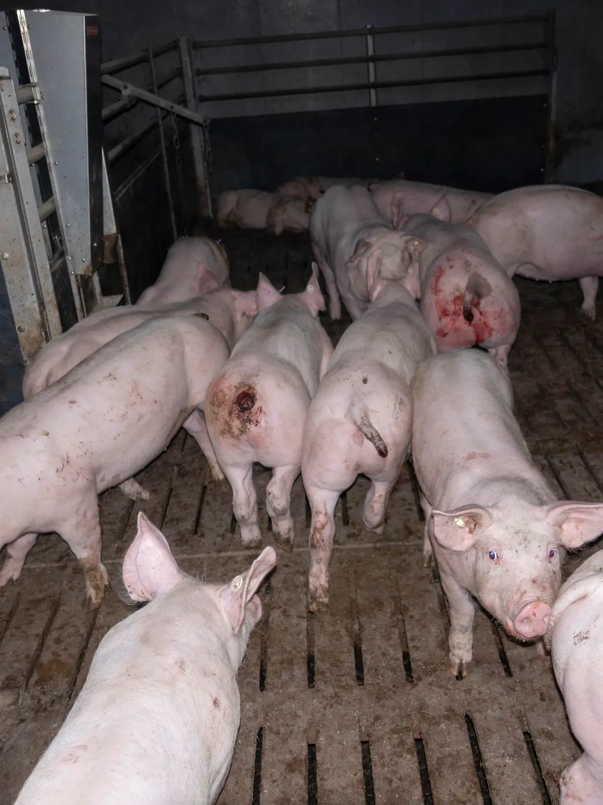 Die Bilder, die das Deutsche Tierschutzbüro veröffentlicht hat, zeigen verwahrloste, verletzte Schweine und sogar Kadaver, die nicht weggeräumt wurden.