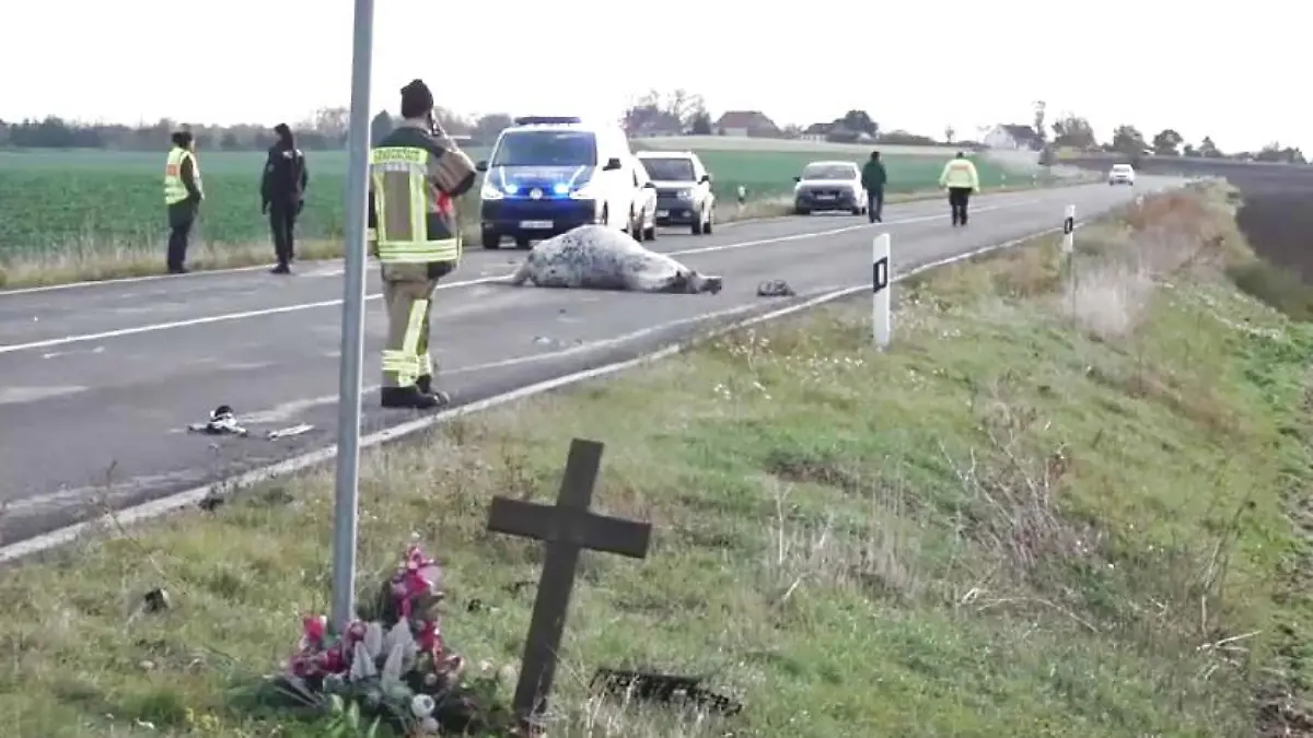 Einsatzkräfte müssen die toten Tiere von der Landstraße räumen.