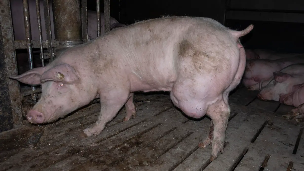 Die Bilder, die das Deutsche Tierschutzbüro veröffentlicht hat, zeigen verwahrloste, verletzte Schweine und sogar Kadaver, die nicht weggeräumt wurden.