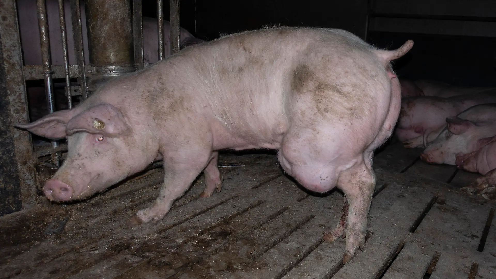 Die Bilder, die das Deutsche Tierschutzbüro veröffentlicht hat, zeigen verwahrloste, verletzte Schweine und sogar Kadaver, die nicht weggeräumt wurden.