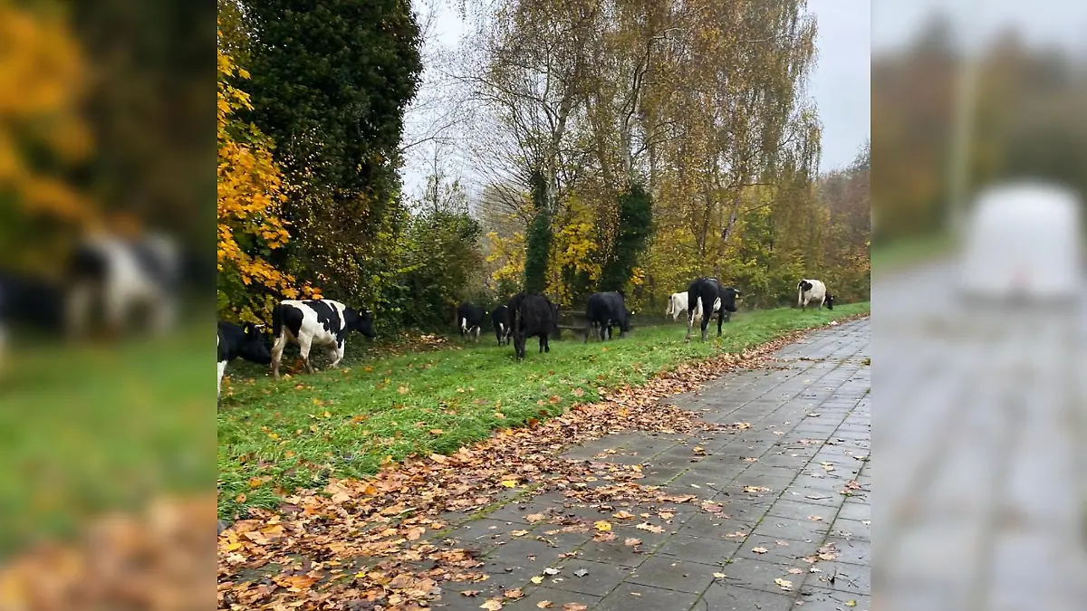 18 Rinder erkundeten den Rastplatz "Nesse" bei Bremerhaven.