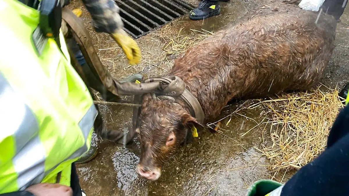 "Besch...." Rettungseinsatz: Feuerwehr hievt Kalb aus Güllegrube