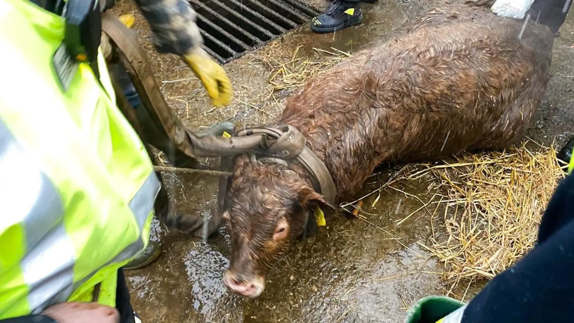 "Besch...." Rettungseinsatz: Feuerwehr hievt Kalb aus Güllegrube