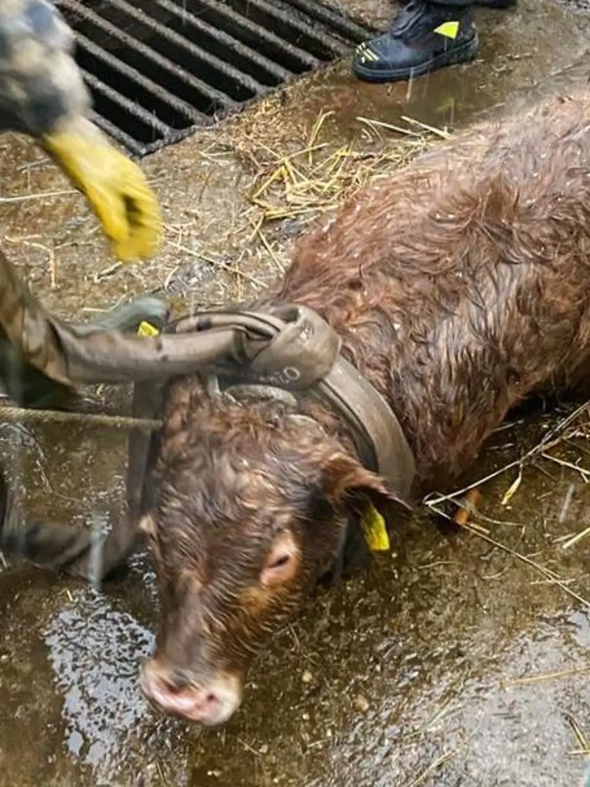 "Besch...." Rettungseinsatz: Feuerwehr hievt Kalb aus Güllegrube