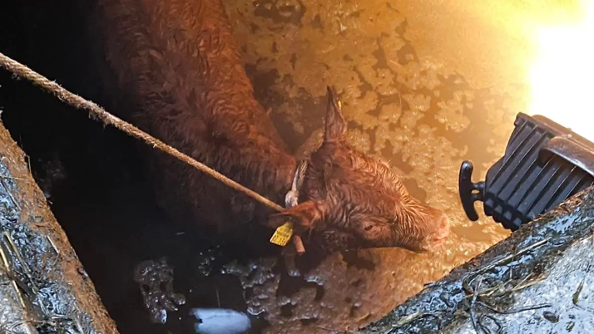 Von alleine hätte es das Kalb nicht aus der Güllegrube geschafft.