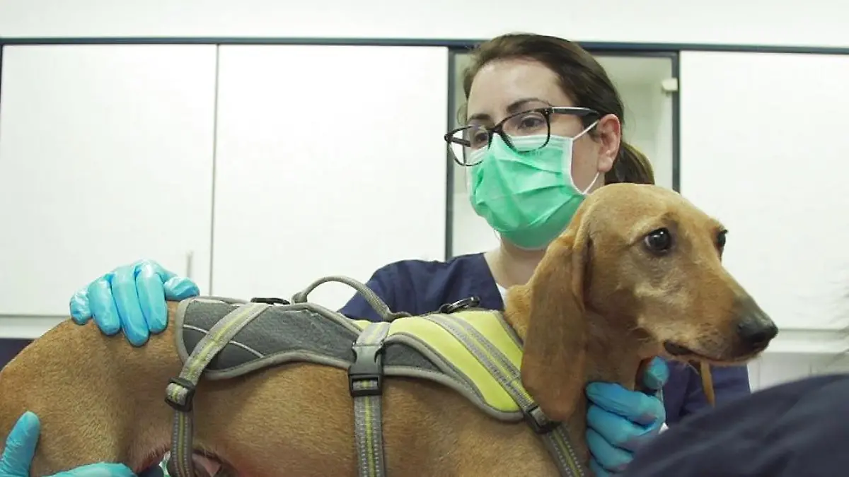 Tierärztin Maren Püschel in der Kleintierklinik Wasbek, Schleswig-Holstein.