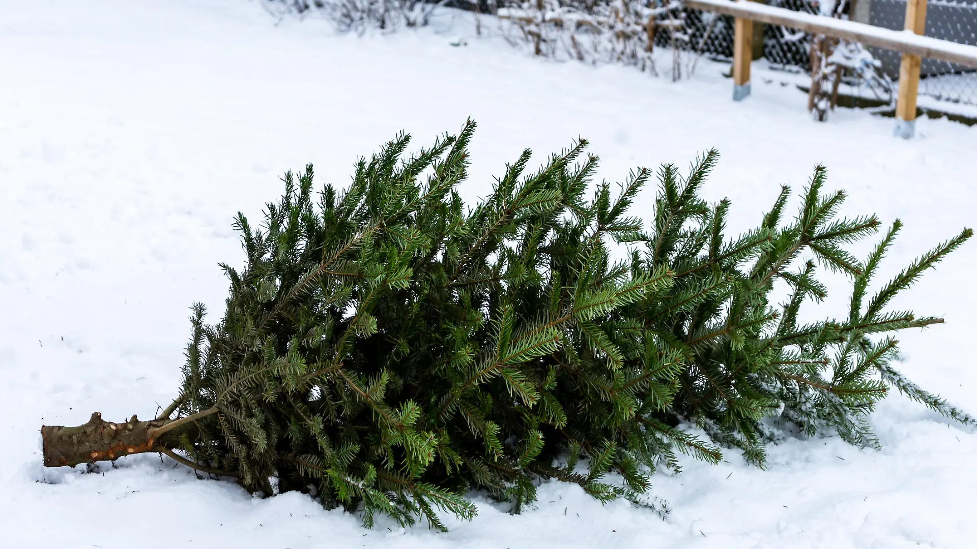 Winer, fir, green, environment, nature, garden, cold, ice