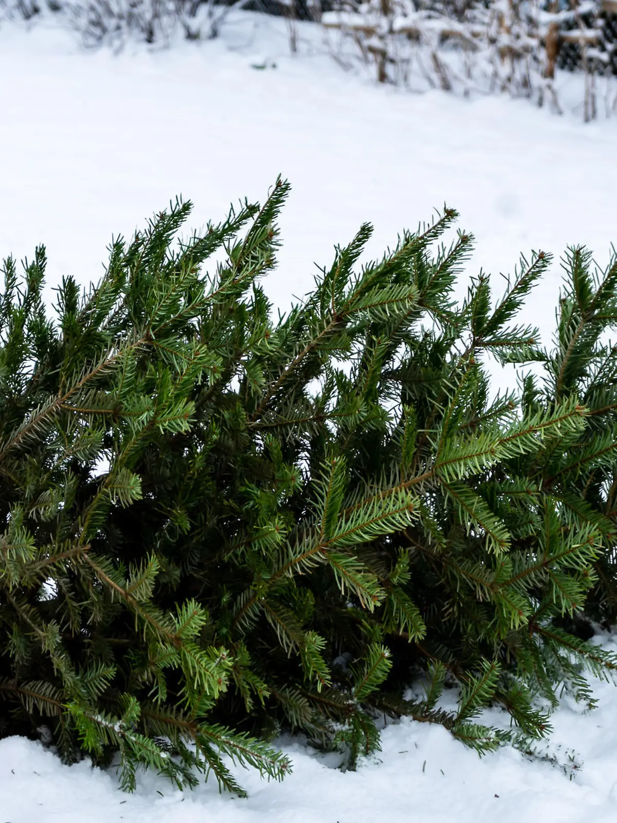 Winer, fir, green, environment, nature, garden, cold, ice