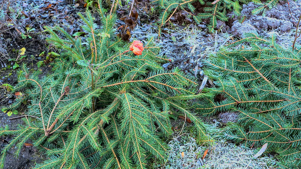 Roses are covered in winter from frost